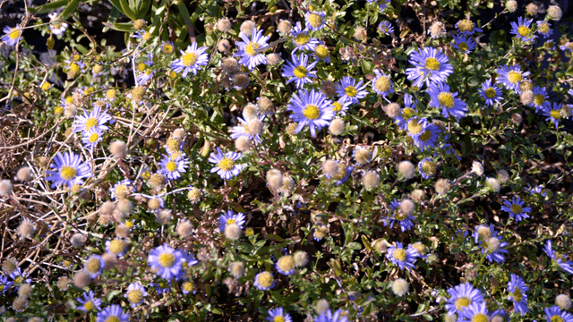 Purple flowers blooming in a garden