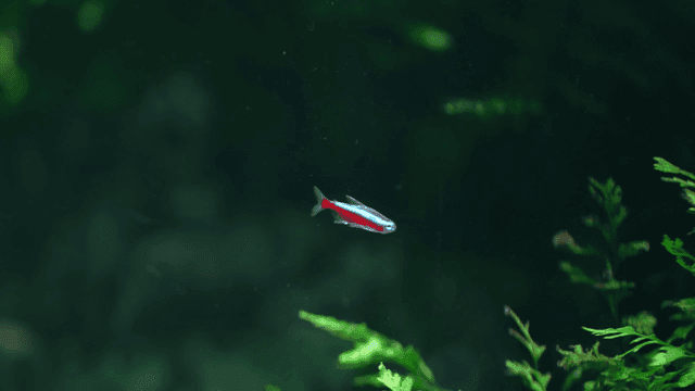 Small tropical fish swimming in aquarium