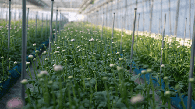 Greenhouse full of flower buds