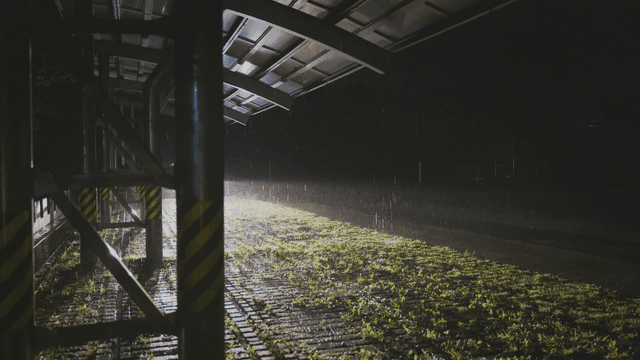 비 오는 도로를 비추는 불빛