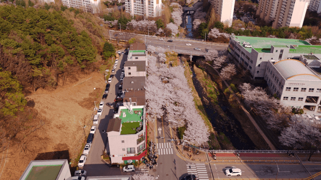 Cherry blossoms lining a city street