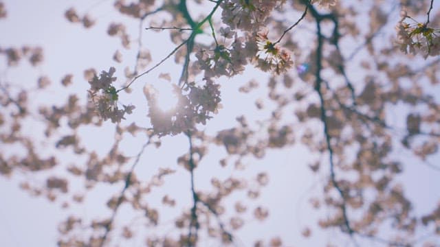 온몸으로 햇살을 받고 있는 벚꽃