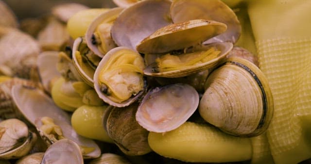 Fresh Clams on the Hand with Rubber Gloves