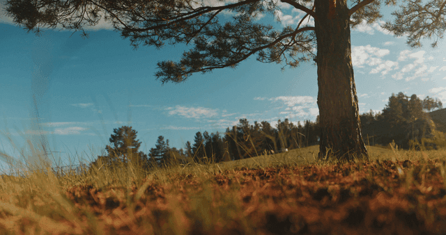 A tree in a serene forest under a blue sky