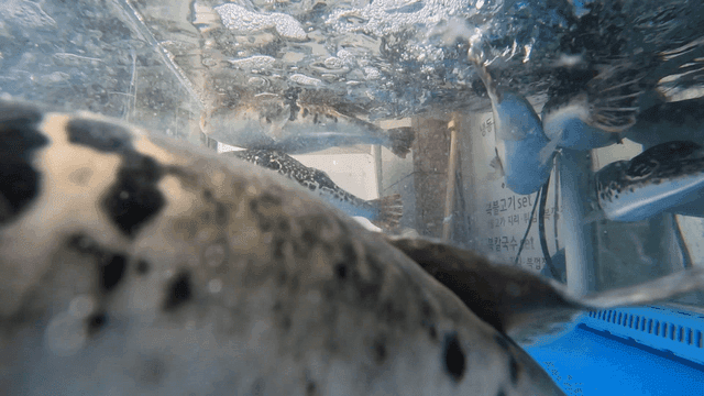 Pufferfish swimming dynamically in tank