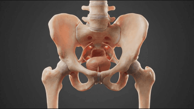 Detailed view of human pelvic bones
