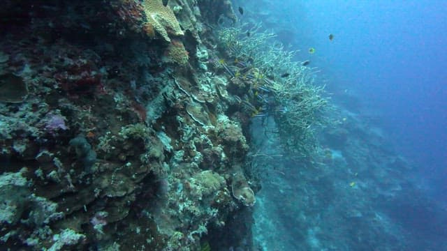 Colorful fish swimming near coral reef