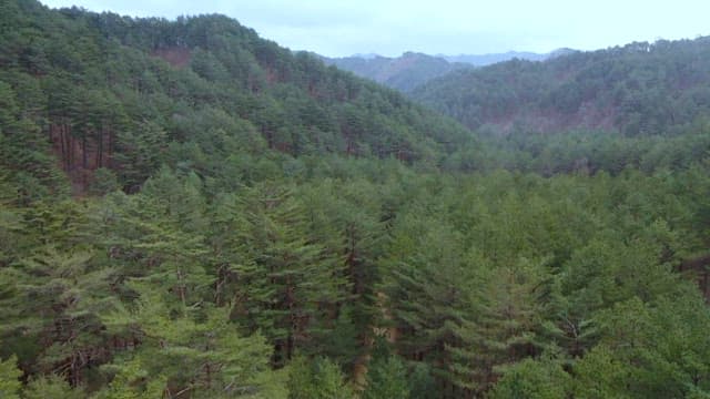 멀리 산이 보이는 울창한 소나무 숲의 모습