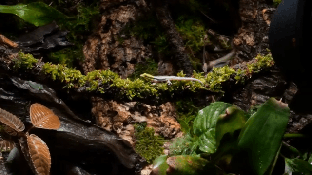 Terrarium with lush green plants