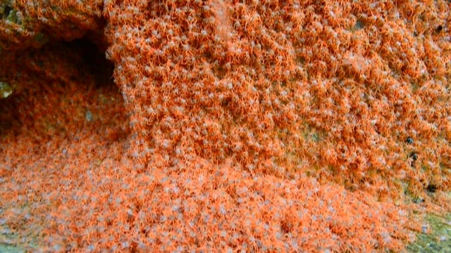 바위 표면에서 움직이는 붉고 작은 게들