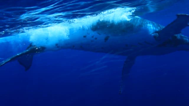 Majestic Whale Swimming Under Ocean Surface