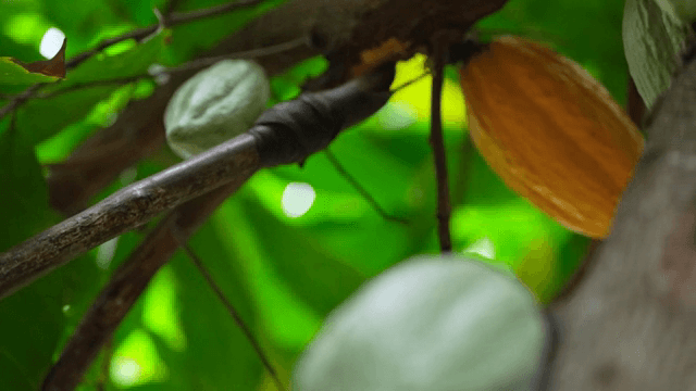 푸른 숲에서 수확하는 카카오 열매