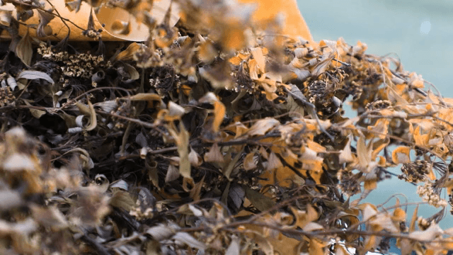 말린 잎과 꽃이 초점에 맞춰진 모습