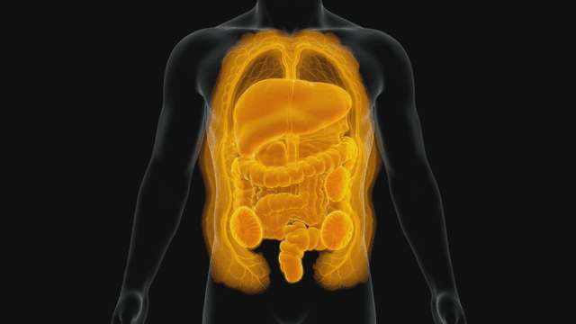 Human digestive system illustration