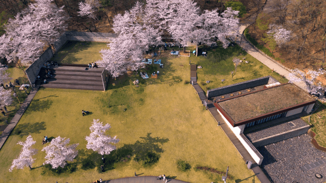 Cherry blossoms in a park with people relaxing