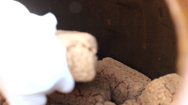 Gloved hand placing fermented soybean bricks inside a barrel