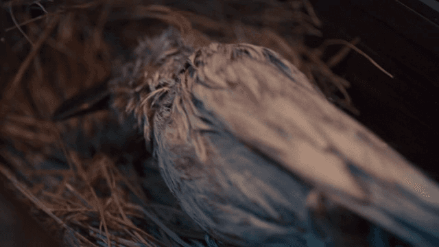 A bird fallen into the nest