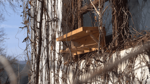 마른 덩굴이 감긴 특이한 수제 목재 선반