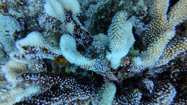 Mysterious and colorful coral reefs