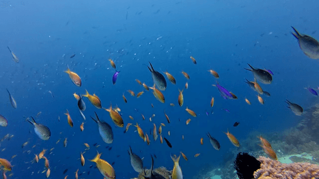 물고기가 있는 활기찬 수중 장면