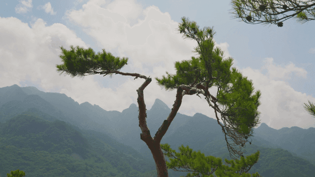웅장한 산을 배경으로 한 홀로 선 소나무