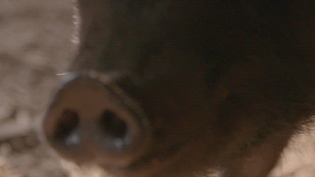 Close-up of a black pig's nose