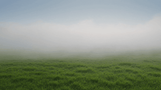 Early morning foggy field