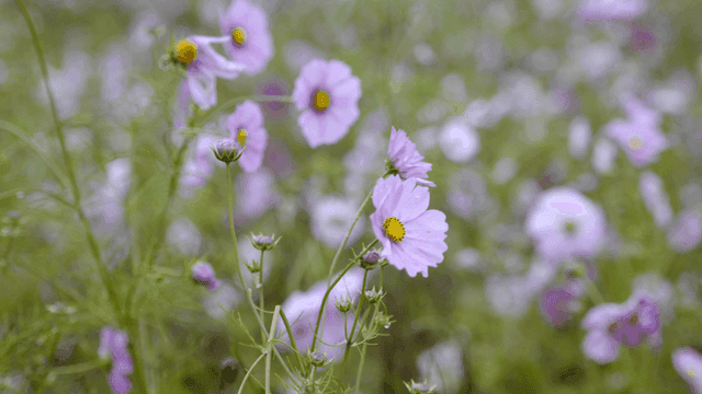 바람에 흔들리는 보라색 꽃들