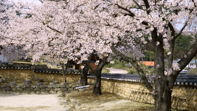 전통 한옥 담장 옆 벚꽃