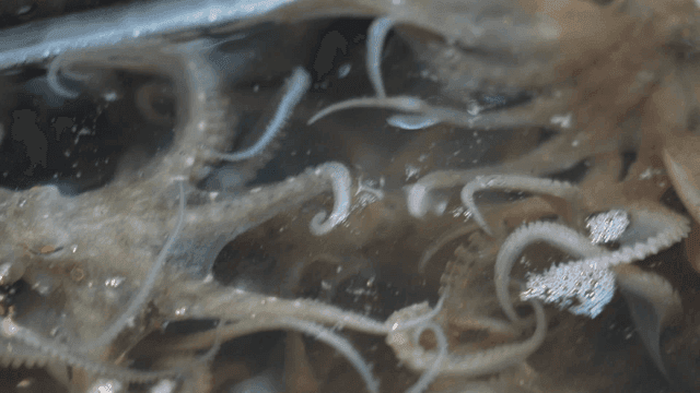 Octopuses moving in a water tank