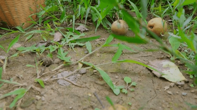 Pears scattered on the ground in a farm