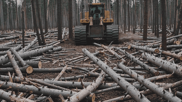 Bulldozer clearing logs in a forest