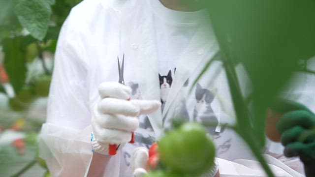 Harvesting Ripe Tomatoes in a Greenhouse