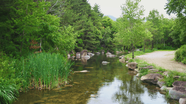 울창한 숲속의 고요한 시냇물
