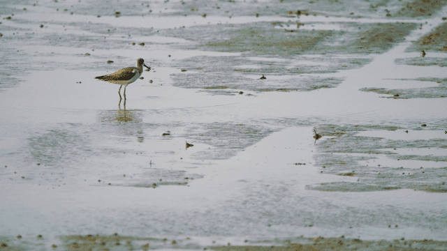 얕은 갯벌 물가에 서 있는 도요새