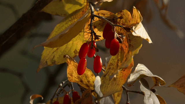 Red berries hanging among autumn leaves