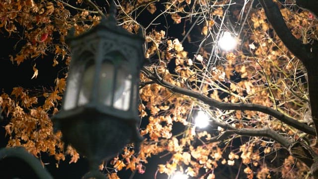 가을밤을 밝히는 조명과 은행나무, 그리고 불 꺼진 가로등