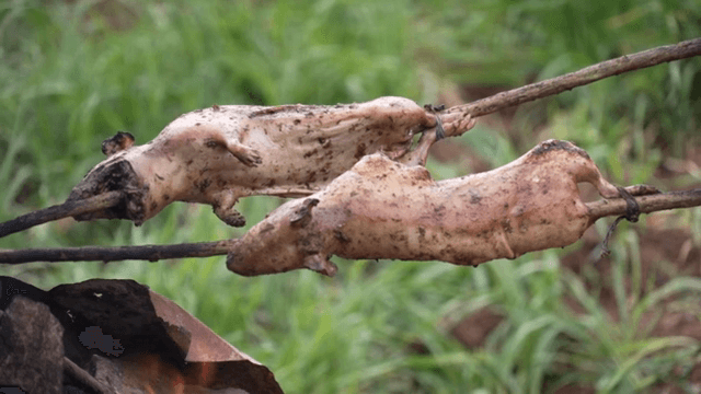 불 위에서 꼬치에 기니피그를 굽는 모습