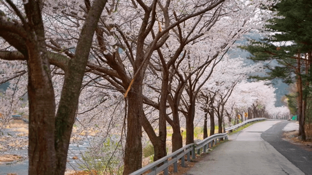 강가 길을 따라 늘어선 벚꽃 나무