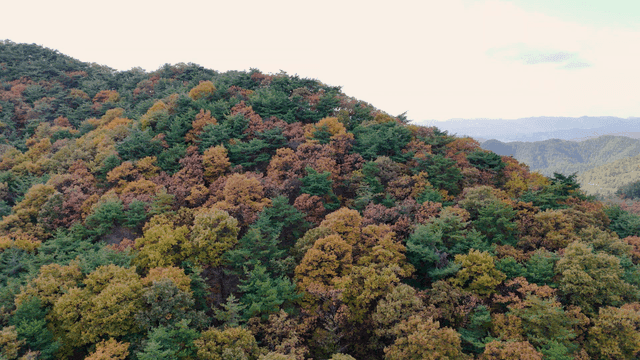 다채로운 가을 단풍 산