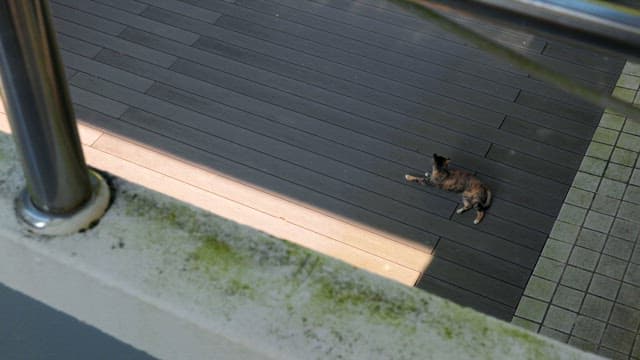 Cat resting on a wooden deck