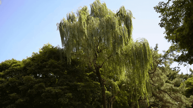 Green willow gently hanging under clear sky