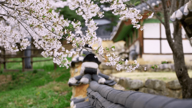 전통 한옥 근처의 벚꽃