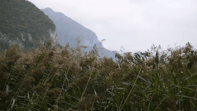 Landscape of reeds swaying in wind