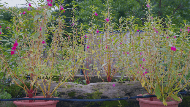 Pots with small pink flowers in bloom