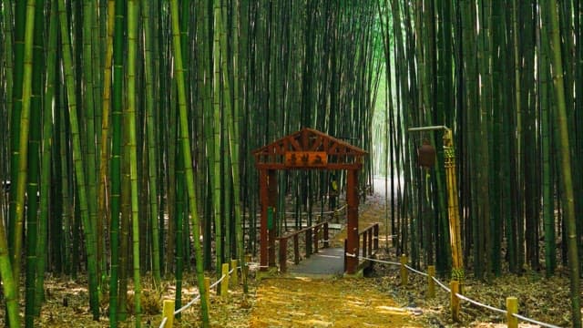 Peaceful bamboo forest with tree doors and paths under the sun