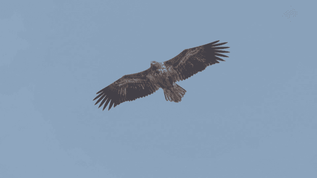 Majestic white-tailed eagle soaring in the clear sky