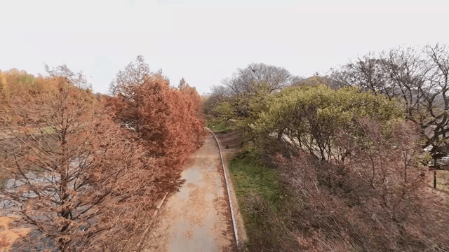 Scenic autumn path lined with trees
