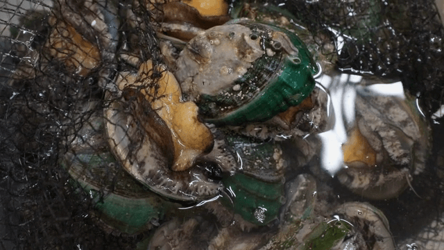 그물 안에 있는 살아있는 전복