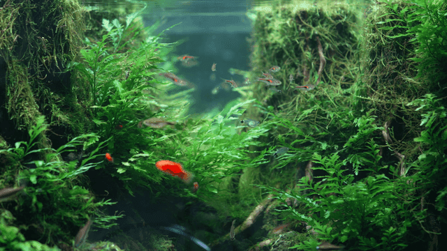 Lively aquarium with fish